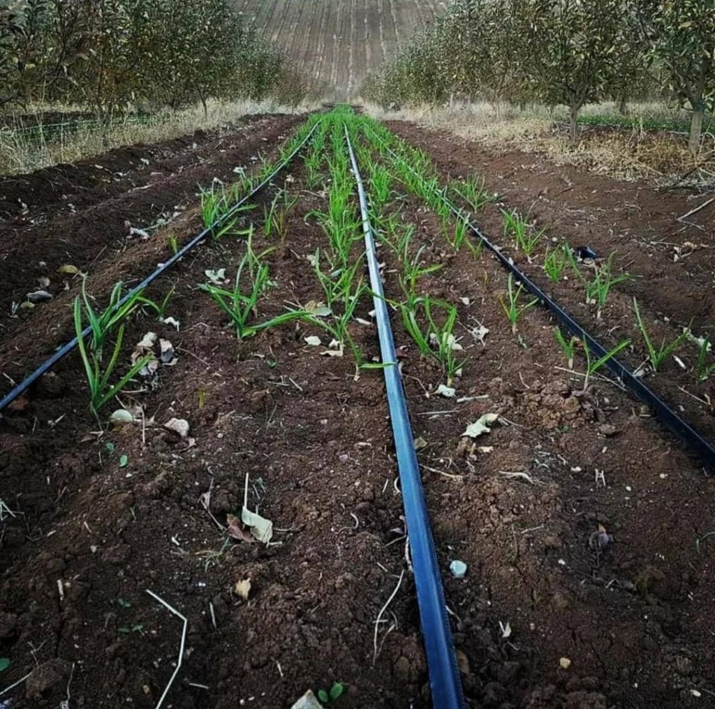 لوله کشی آبیاری