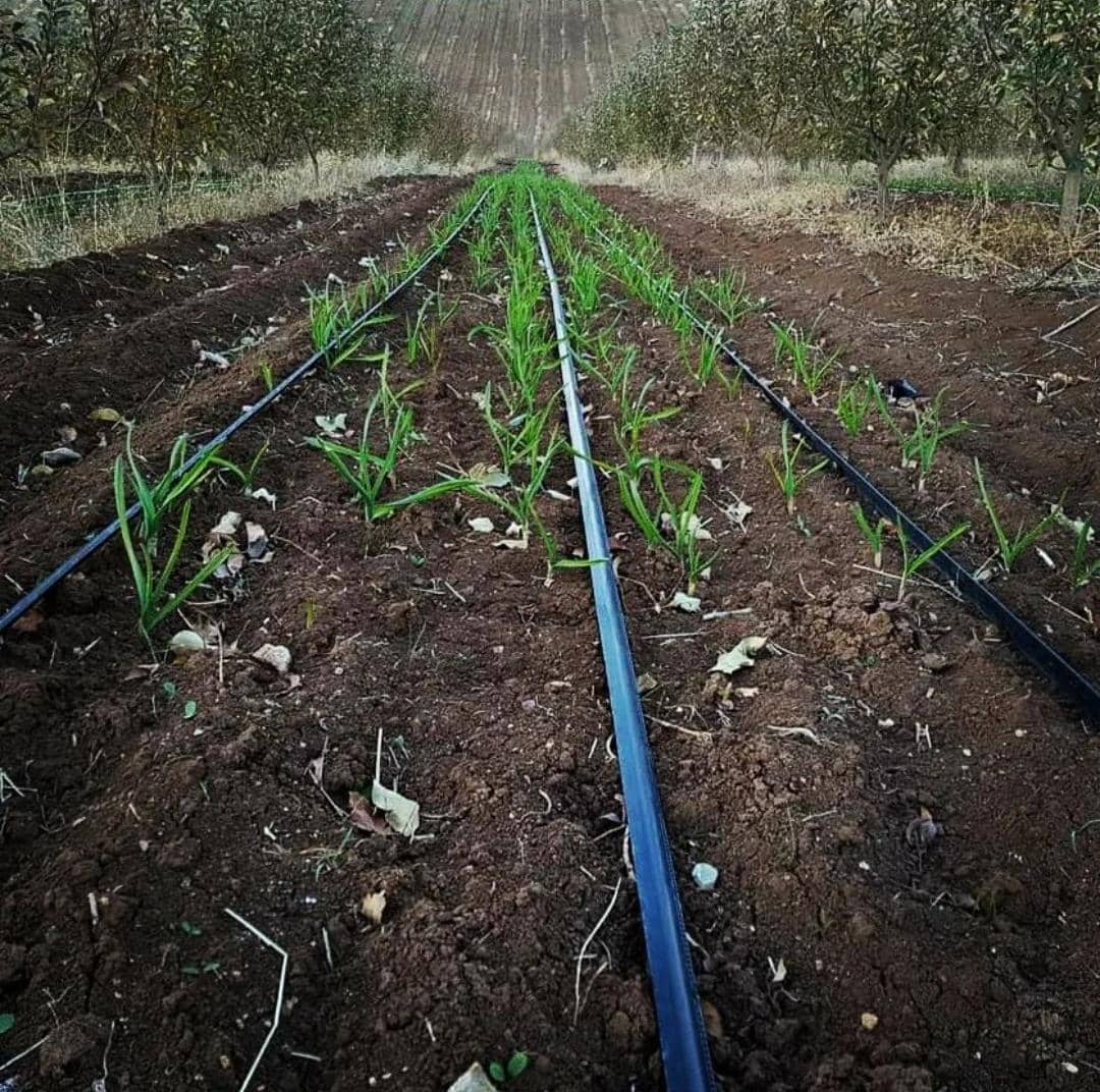 لوله کشی آبیاری